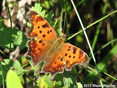 Eastern Comma