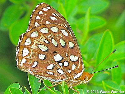 Aphrodite Fritillary