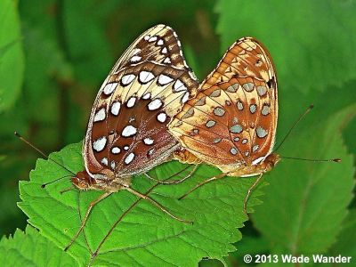 Great Spangled Fritillary