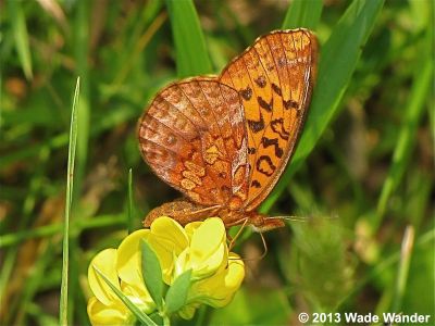 Meadow Fritillary