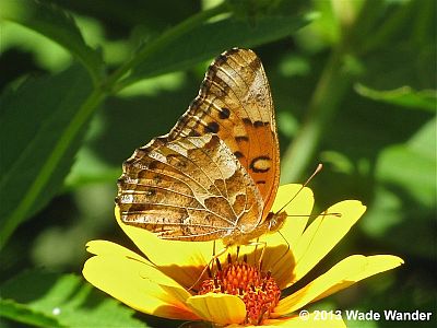 Variegated Fritillary