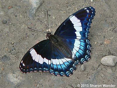 White Admiral