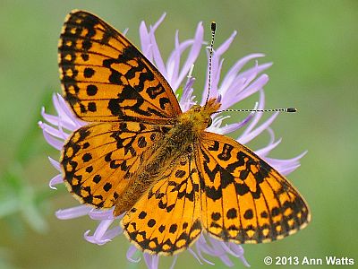 Silver-bordered Fritillary