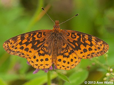 Meadow Fritillary