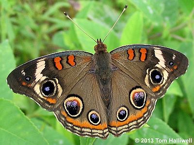 Common Buckeye