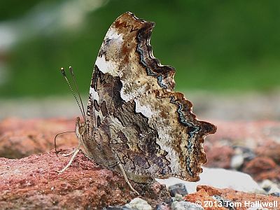 Compton Tortoiseshell