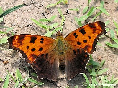 Eastern Comma