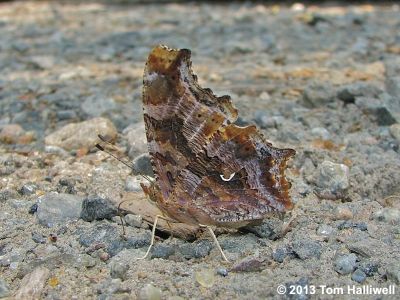 Eastern Comma