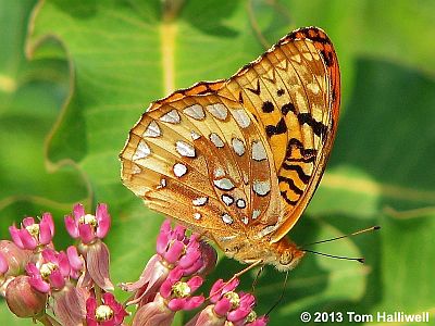 Great Spangled Fritillary