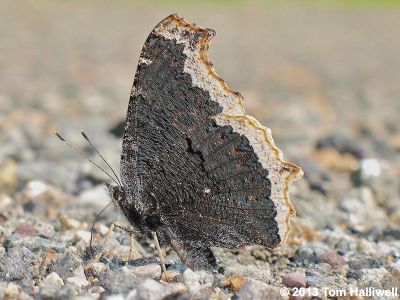 Mourning Cloak