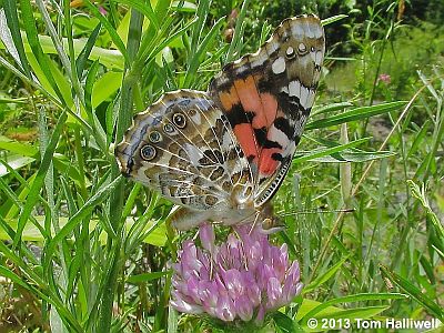 Painted Lady