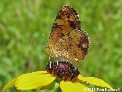 Pearl Crescent