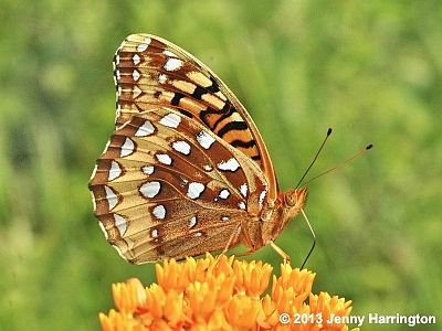 Great Spangled Fritillary