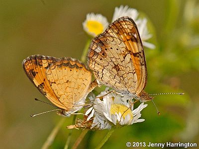 Pearl Crescent