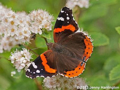 Red Admiral