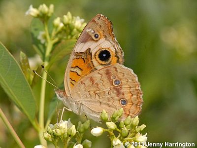 Common Buckeye