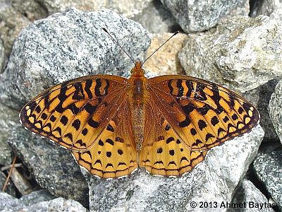 Aphrodite Fritillary