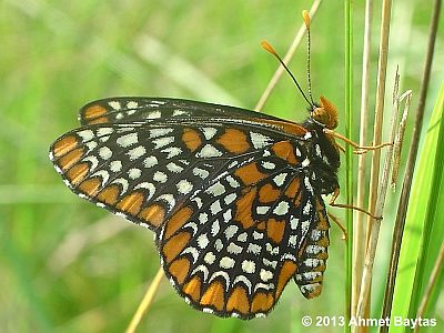 Baltimore Checkerspot