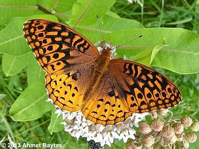 Great Spangled Fritillary