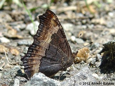 Milbert's Tortoiseshell