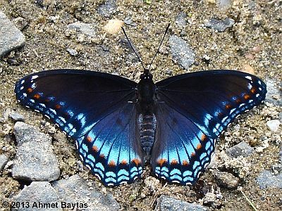 Red-spotted Purple