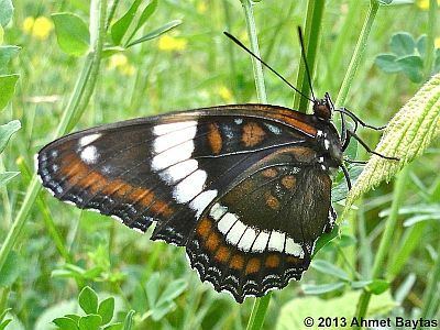 White Admiral