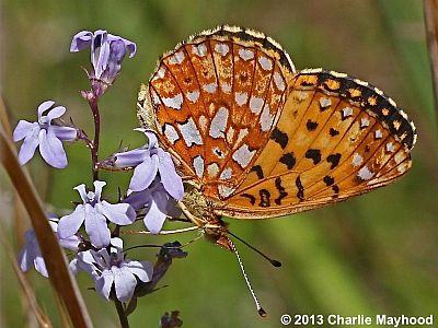 Silver-bordered Fritillary