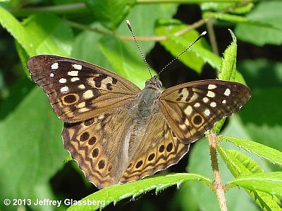 Hackberry Emperor