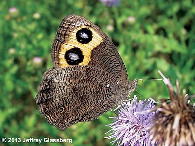 Common Wood-Nymph