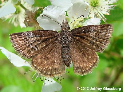 Dreamy Duskywing