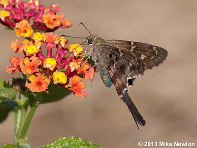 Long-tailed Skipper