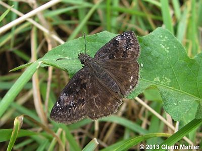 Wild Indigo Duskywing