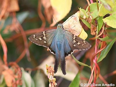 Long-tailed Skipper