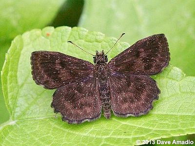 Hayhurst's Scallopwing