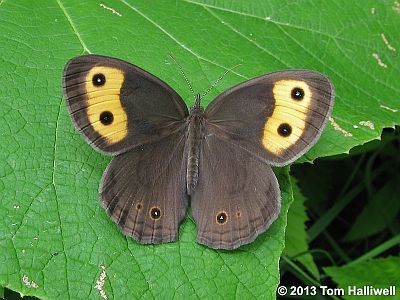 Common Wood-Nymph