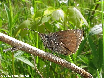 Dreamy Duskywing