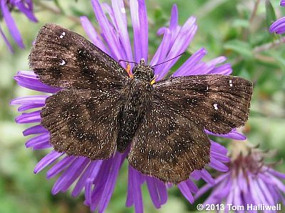 Hayhurst's Scallopwing