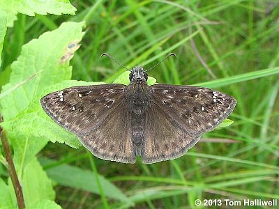 Horace's Duskywing