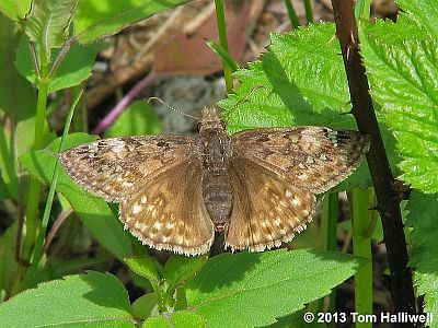 Juvenal's Duskywing