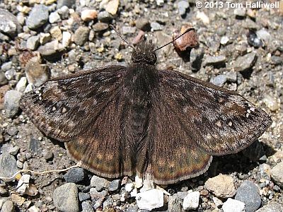 Juvenal's Duskywing