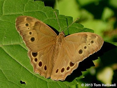 Northern Pearly-eye