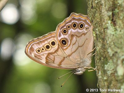 Northern Pearly-eye