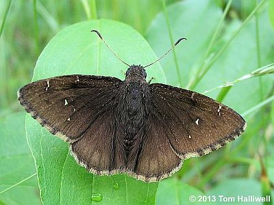 Northern Cloudywing