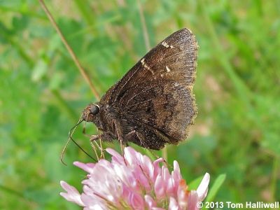 Northern Cloudywing