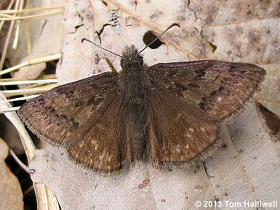 Sleepy Duskywing