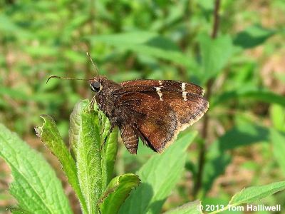 Southern Cloudywing