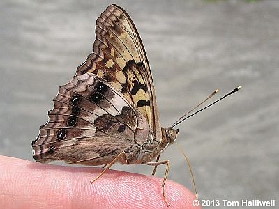 Tawny Emperor