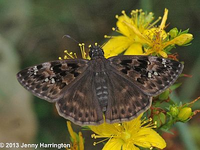 Horace's Duskywing