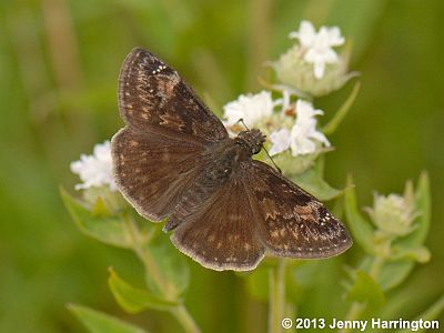 Wild Indigo Duskywing