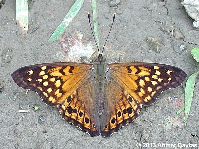 Tawny Emperor